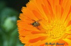 Accoppiamento di due insetti sopra la Calendula
