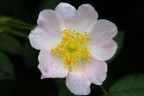 Rosa canina Rosa canina