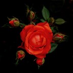 *** La mamma con i cuccioli*** *** La mamma con i cuccioli***