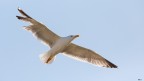 Gabbiano reale in volo