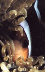 Amphiprion clarkii Amphiprion clarkii