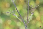 Empusa pennata 