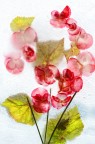 fiori di campo
