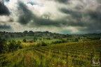 Casa tra le vigne Casa tra le vigne