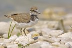 Giovane di Corriere piccolo (Charadrius dubius) Giovane di Corriere piccolo (Charadrius dubius)