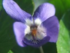 viola viola