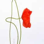 fiori di campo fiori di campo