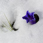 una bizzarra primavera una bizzarra primavera