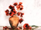 fiori di campo