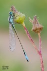 Ischnura elegans Ischnura elegans