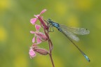 Ischnura elegans_Codazzurra comune Ischnura elegans_Codazzurra comune