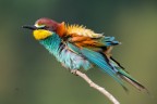 Gruccione
Bee eater
Merops apiaster (Linnaeus, 1758)

Piemonte, Maggio 2018
iso640 f7,1 1/1000