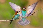 Gruccione
Bee eater
Merops apiaster (Linnaeus, 1758)

Piemonte, Maggio 2018
iso500 f6,3 1/1250