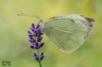 Pieris brassicae Pieris brassicae