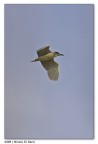Nitticora in volo Nitticora in volo