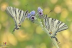Iphiclides podalirius