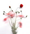 disegnare con un colpo di vento.. disegnare con un colpo di vento..