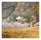 le quattro stagioni... le quattro stagioni...