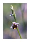 Ophrys Ophrys holosericea Ophrys Ophrys holosericea