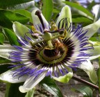 ape su fiore di passiflora