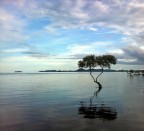 Radici nel mare 2 Radici nel mare 2