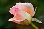 la Rosa bagnata dopo la pioggia