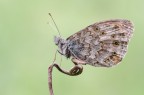 Lasiommata maera