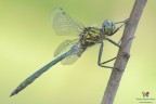 Somatochlora meridionalis (Nielsen, 1935) &amp;#9794;