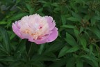 Un fiore Un fiore