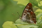 Apatura ilia