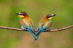 Gruccione 
Bee eater 
Merops apiaster (Linnaeus, 1758) 
Piemonte, Maggio 2018