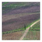 Tra le vie del Chianti Tra le vie del Chianti