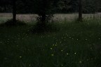 Fireflies Fireflies