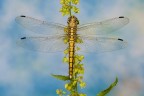 Libellula Libellula