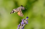 Macroglossum stellatarum Macroglossum stellatarum