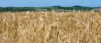 Biondo Grano della Val D'orcia..