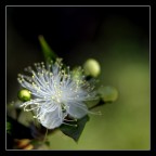 Mirto in fiore. Mirto in fiore.