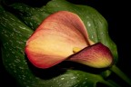 Calla ibrida Calla ibrida