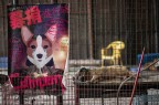 Fermiamo il massacro di Yulin Fermiamo il massacro di Yulin