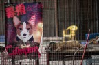 Stop Yulin`s massacre- Fermiamo il massacro di Yulin.

Yulin e`una citta` della Cina dove ogni anno si tiene il festival della carne di cane. Randagi, rastrellati dalle campagne, che vengono catturati e portati al festival.  

Alcuni animali fortunati vengono salvati da attivisti e messi in appositi rifugi, per essere adottati all`estero. Alcuni scatti da un rifugio di Canton (Guangzhou). Nell`ultima foto i 4 caratteri in verticale recitano: `qing bie chi wo` (perfavore non mangiarmi).
