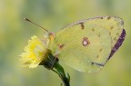 Colias crocea Colias crocea