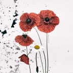 fiori di campo fiori di campo