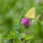Colias crocea su fiore di Trifoglio Colias crocea su fiore di Trifoglio