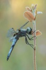 Libellula fulva Libellula fulva