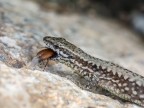 La lucertola e il suo pasto La lucertola e il suo pasto