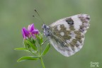 Pontia edusa Pontia edusa