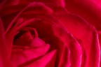 nel cuore della rosa nel cuore della rosa