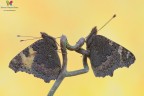 Aglais urticae 