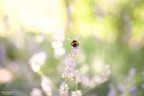 Non faccio foto di fiori