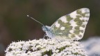 Pontia edusa